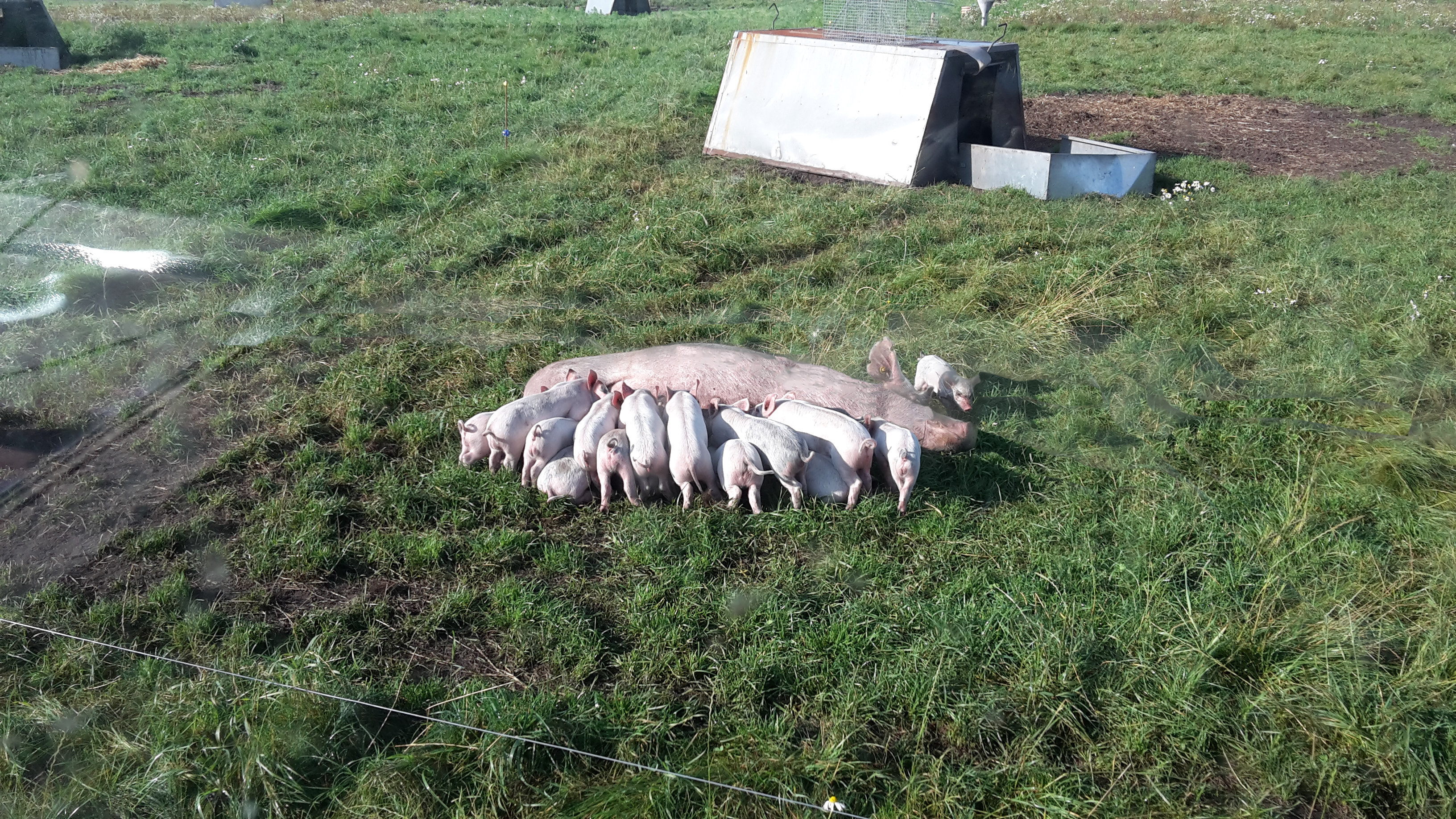Økologiske grise